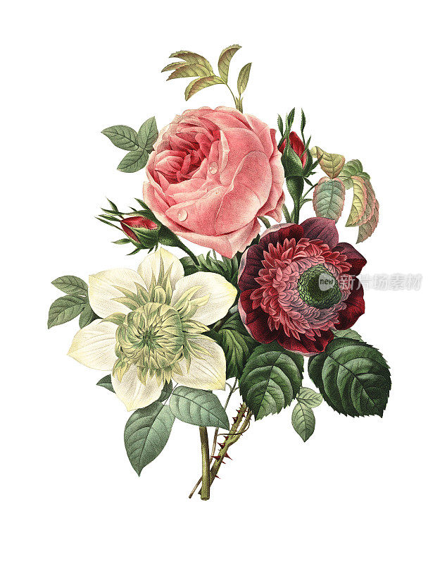 玫瑰，银莲花和铁线莲| Redoute花卉插图